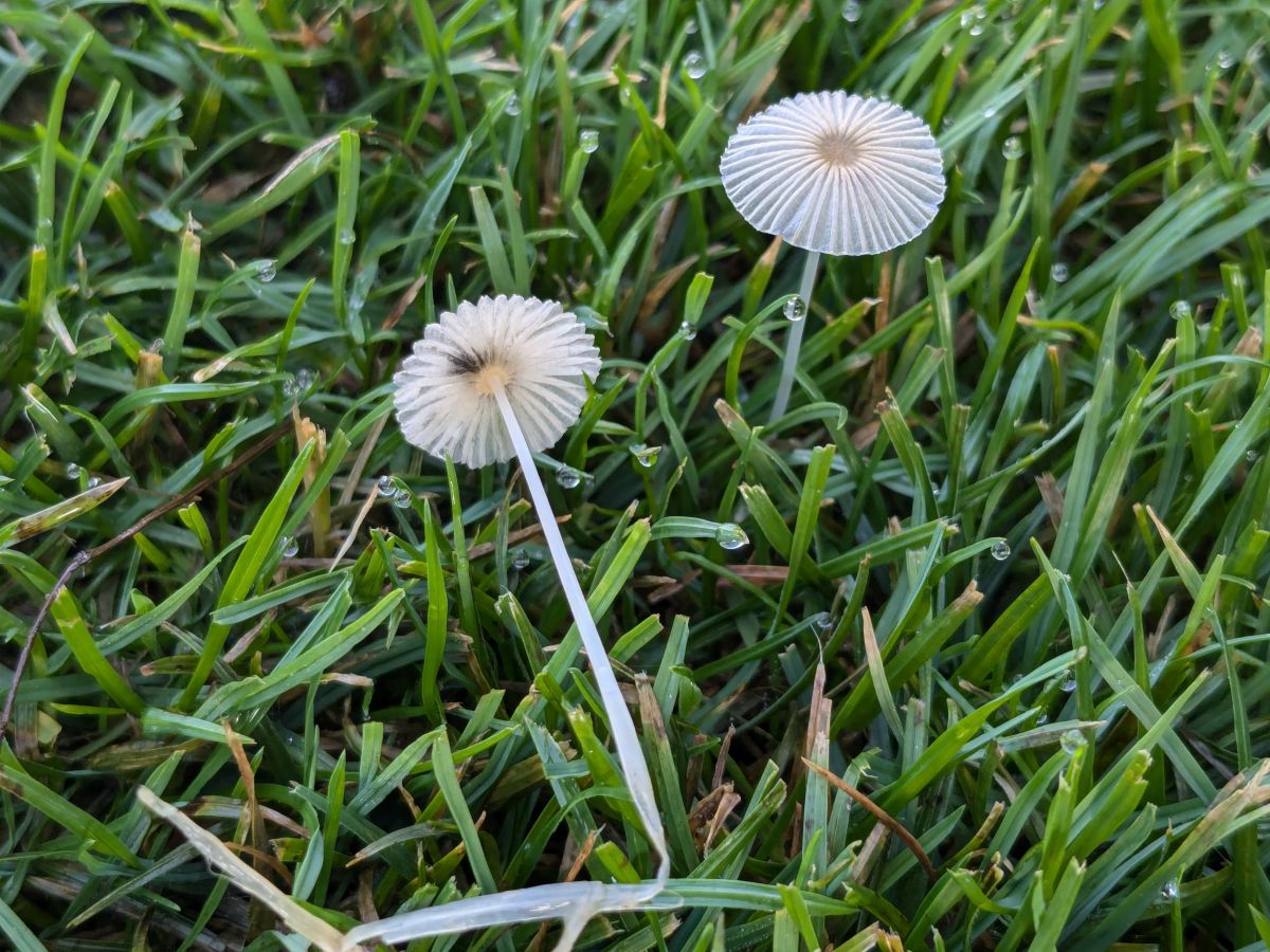 Parasola plicatilis