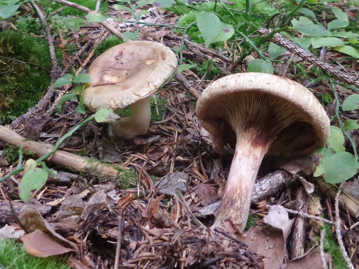 Paxillus involutus