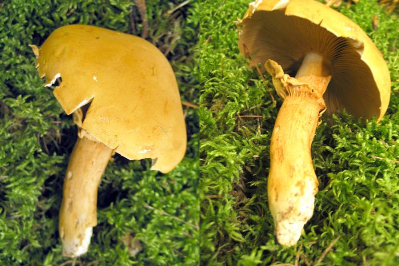 Phaeolepiota aurea