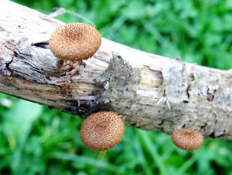 Phaeomarasmius erinaceus