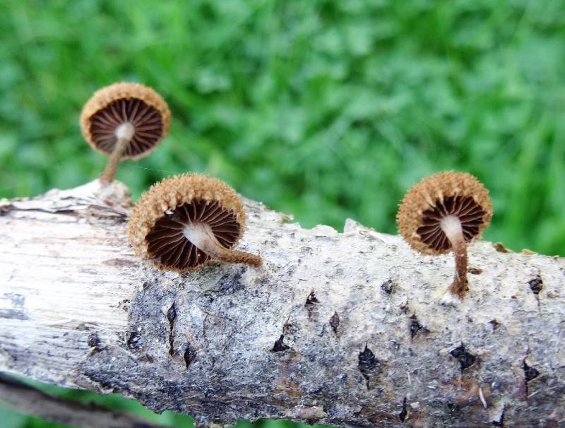 Phaeomarasmius erinaceus