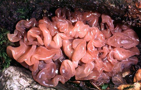 Phaeotremella foliacea