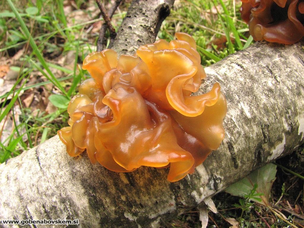 Phaeotremella frondosa