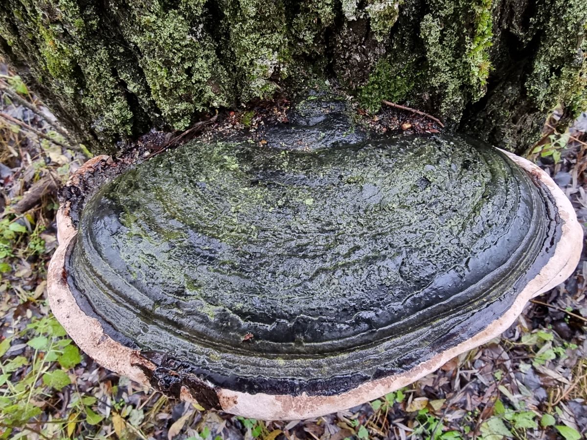 Phellinus igniarius