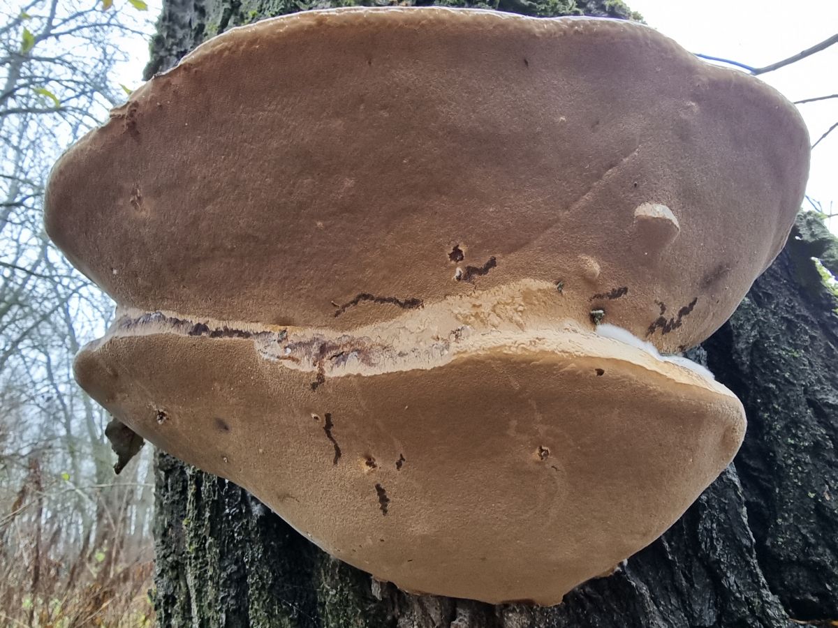 Phellinus igniarius