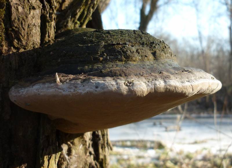 Phellinus igniarius