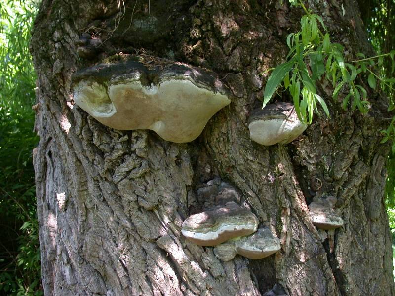 Phellinus igniarius