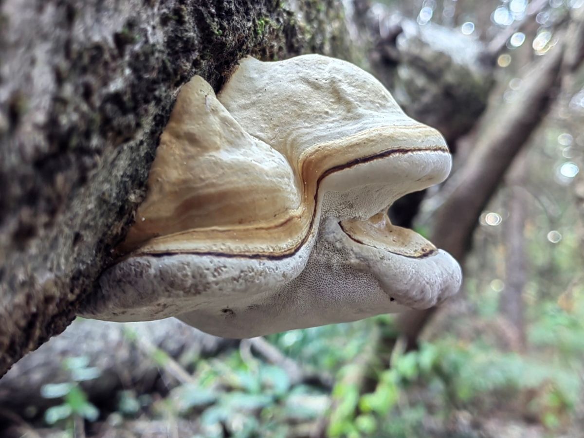 Phellinus tremulae