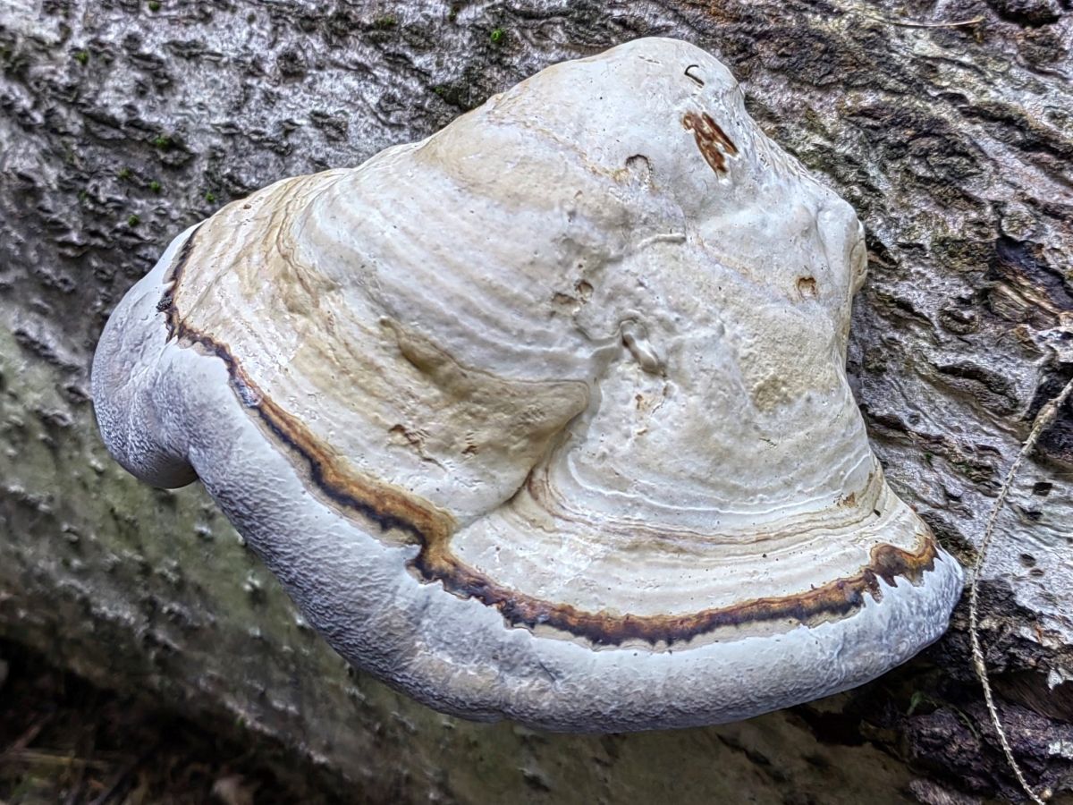 Phellinus tremulae