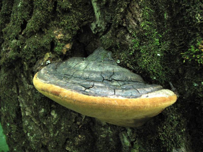 Phellinus tremulae