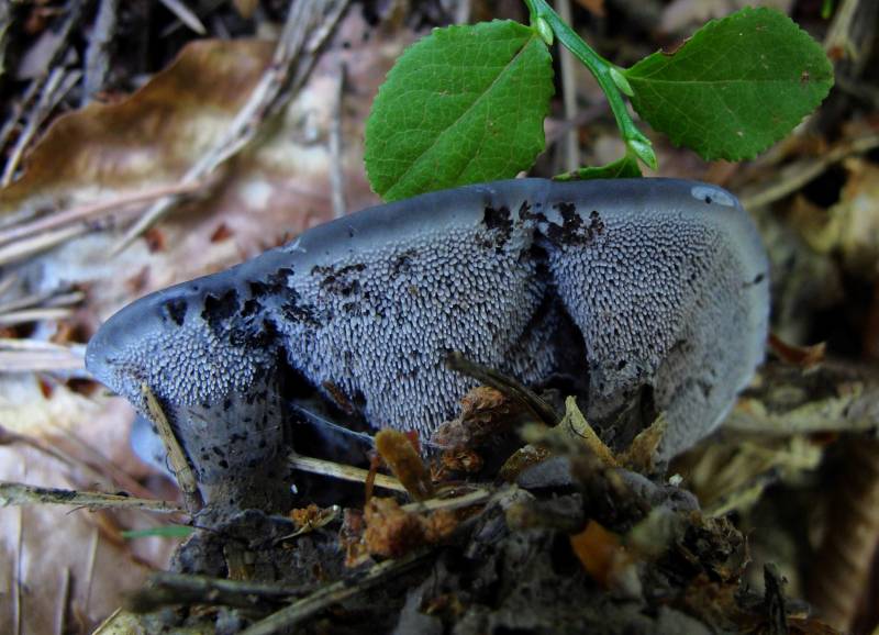 Phellodon niger