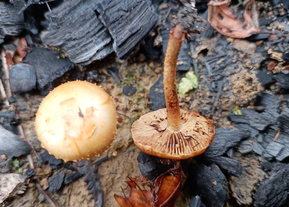 Pholiota carbonaria