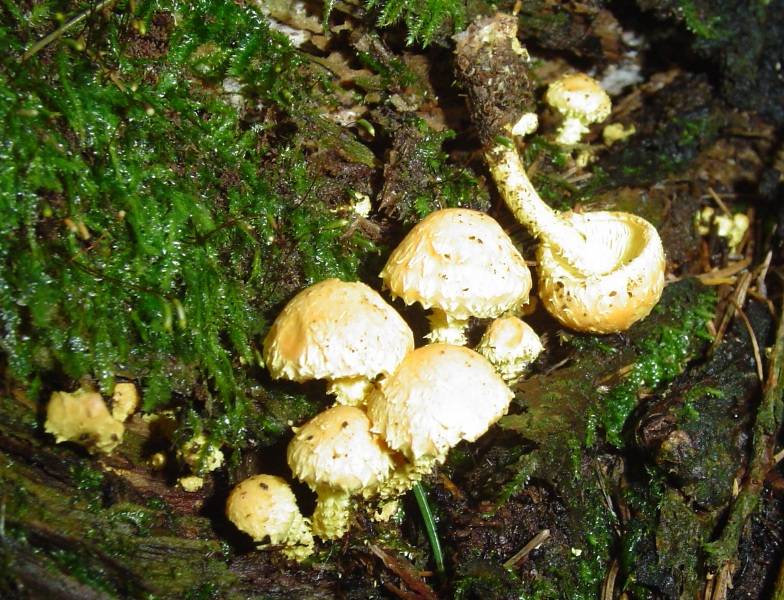 Pholiota flammans