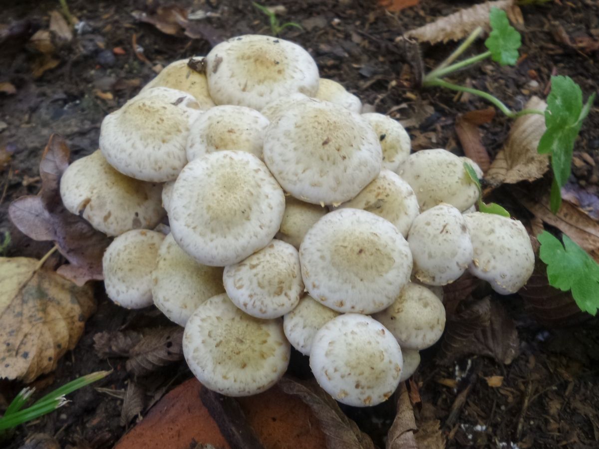 Pholiota gummosa