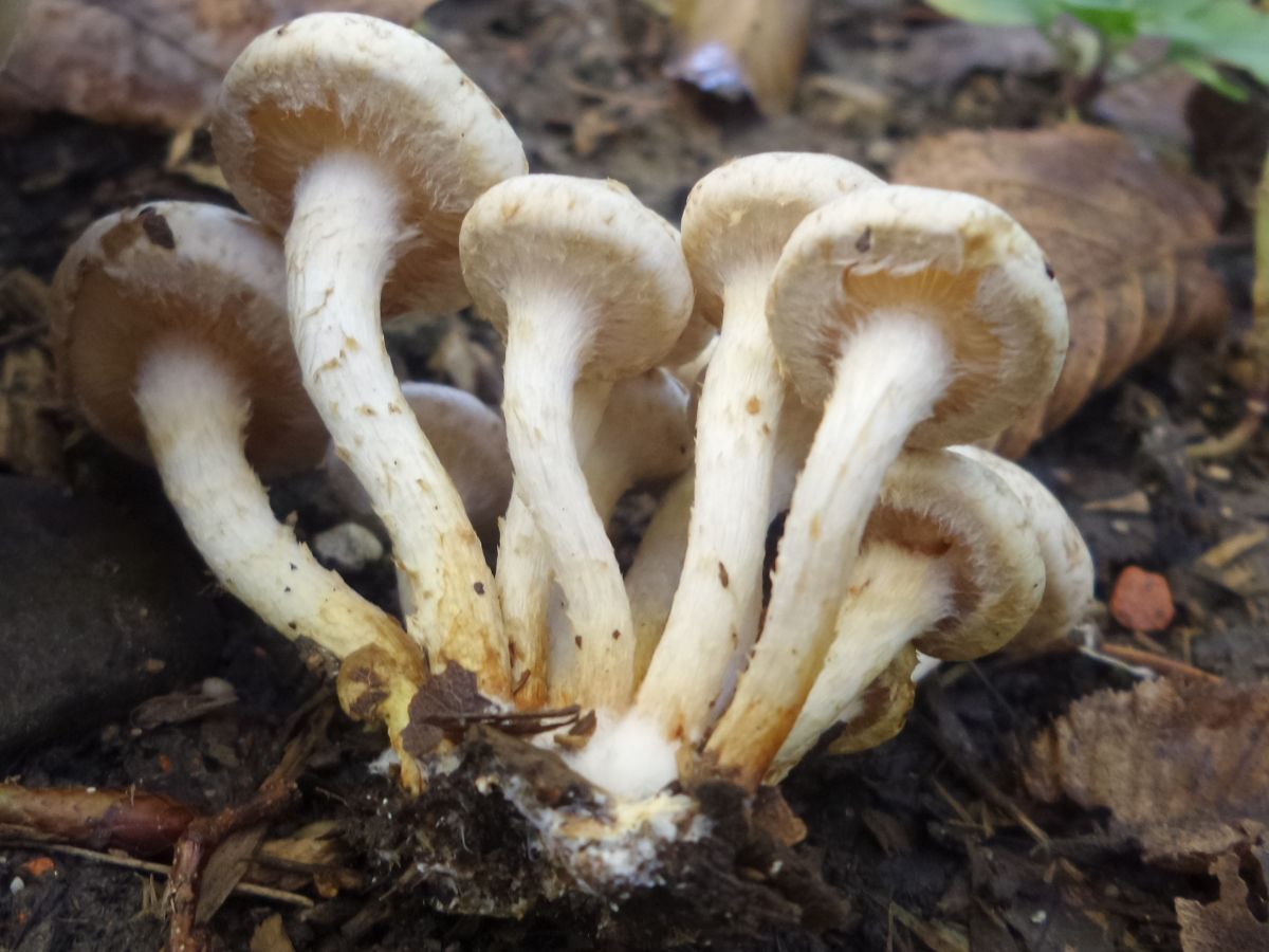 Pholiota gummosa