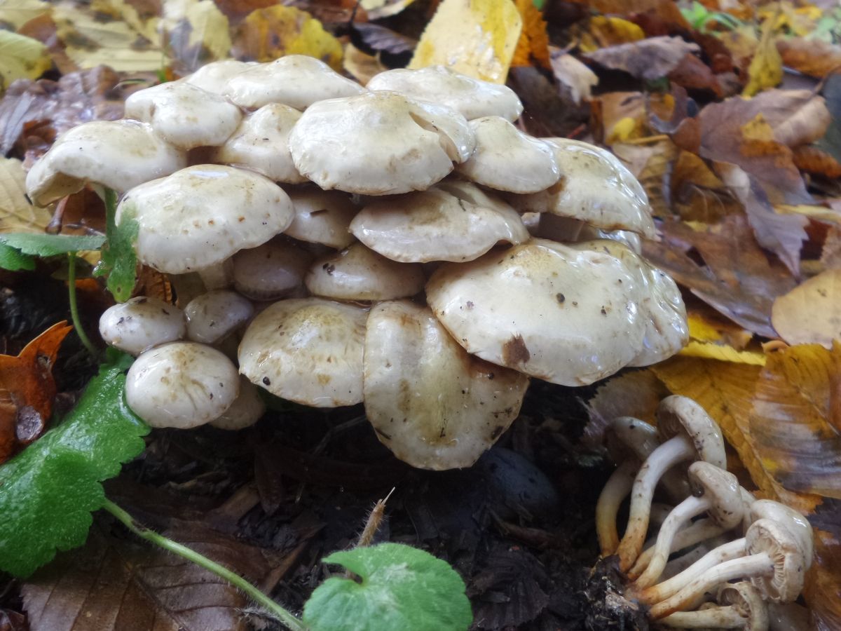 Pholiota gummosa