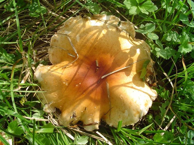 Pholiota lubrica