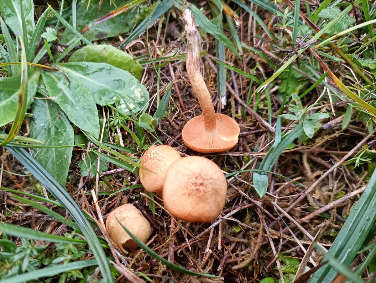 Pholiota lucifera