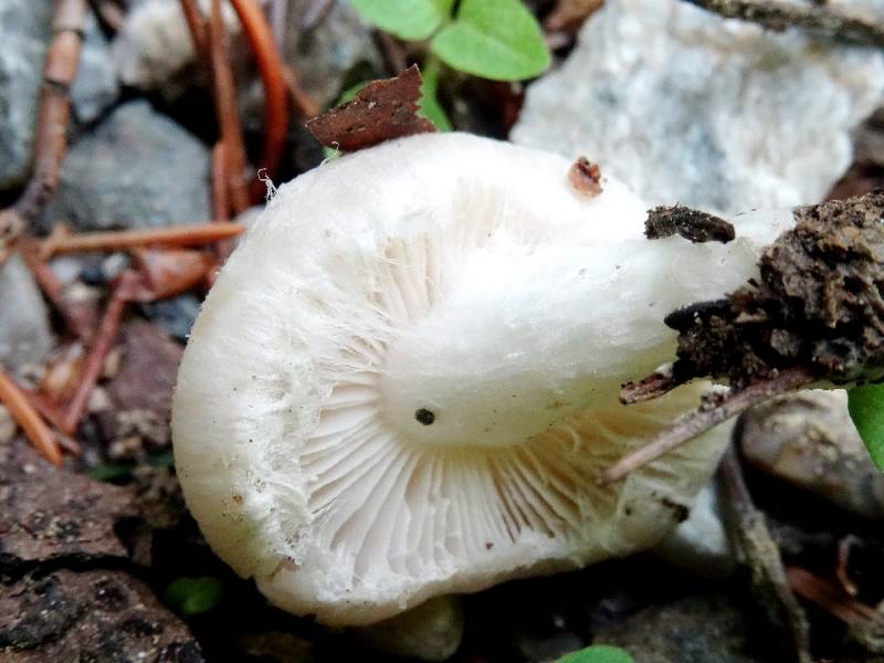 Pholiota scamba