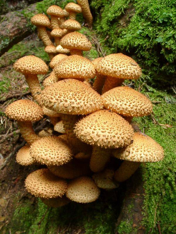 Pholiota squarrosa