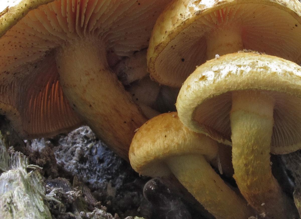 Pholiota tuberculosa