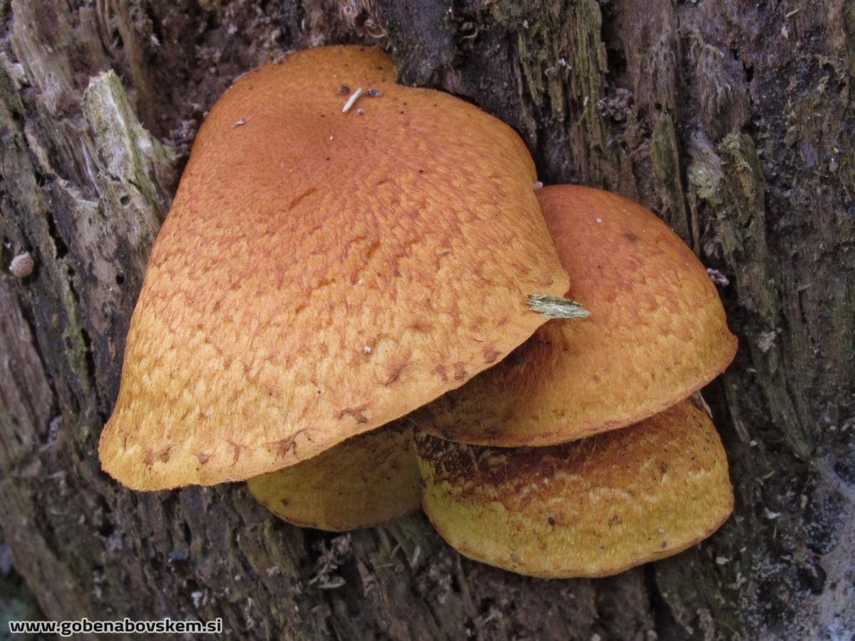 Pholiota tuberculosa