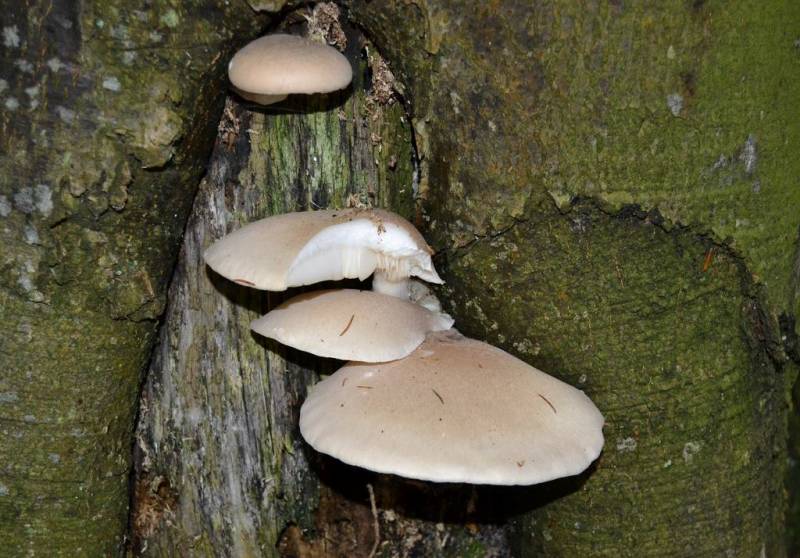 Pleurotus dryinus