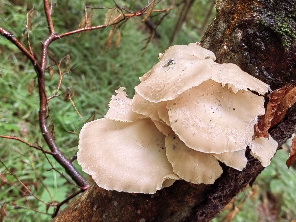 Pleurotus pulmonarius