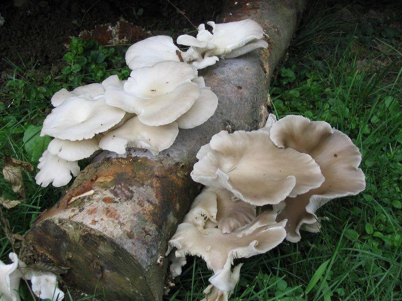 Pleurotus pulmonarius