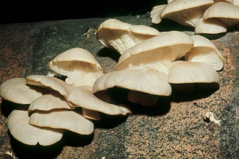 Pleurotus pulmonarius