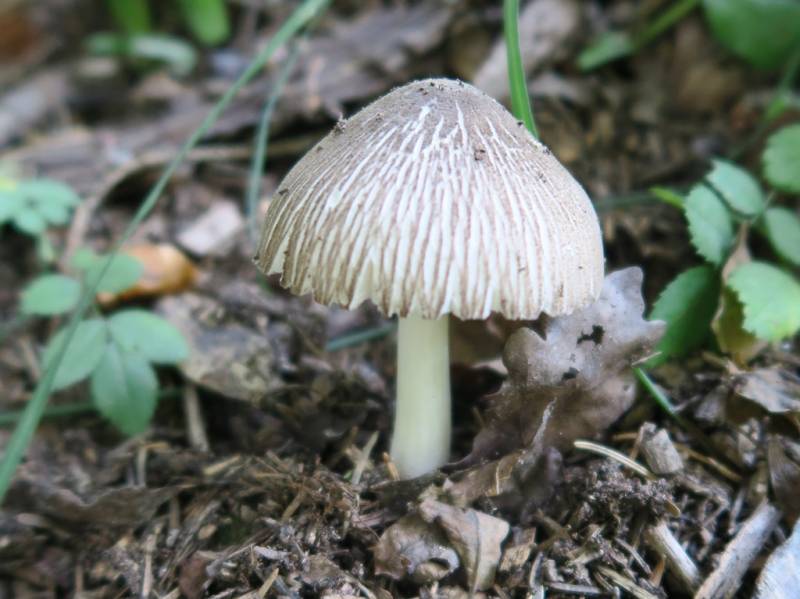 Pluteus brunneoradiatus