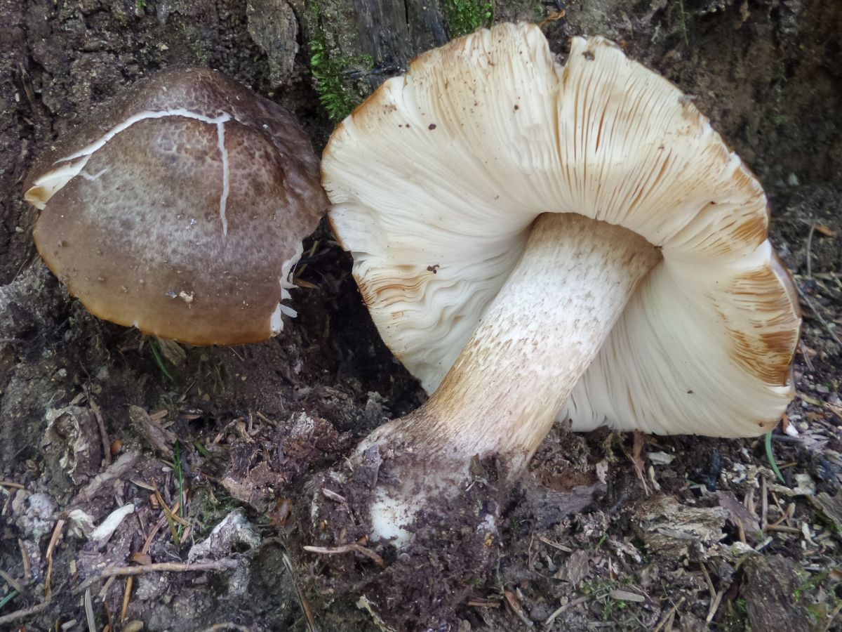 Pluteus cervinus