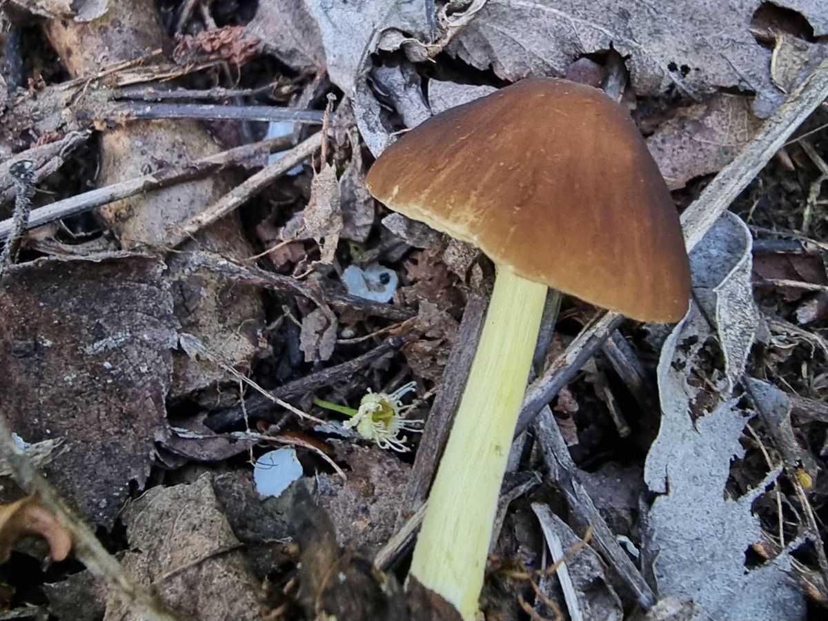 Pluteus romellii