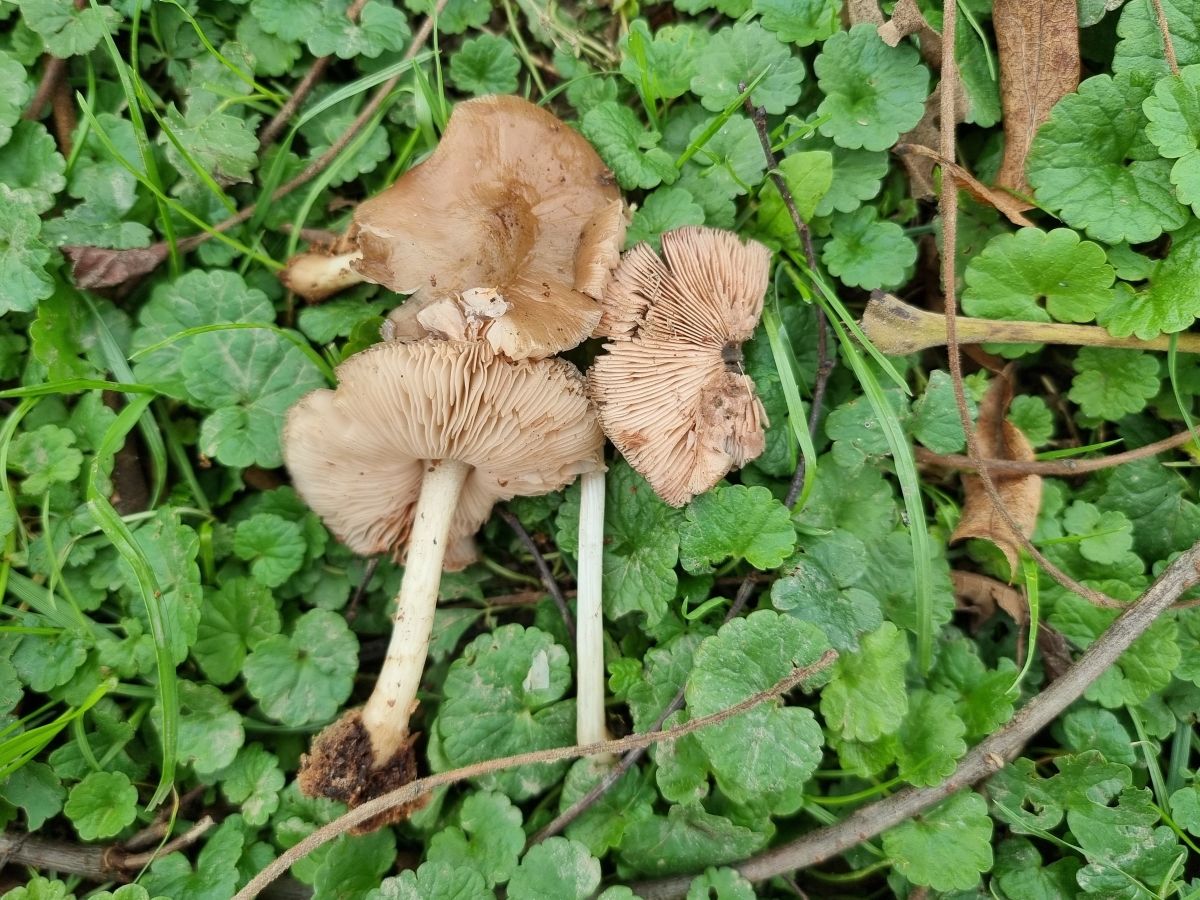 Pluteus satur