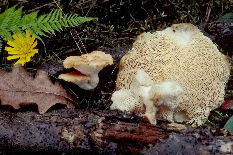 Polyporus tuberaster