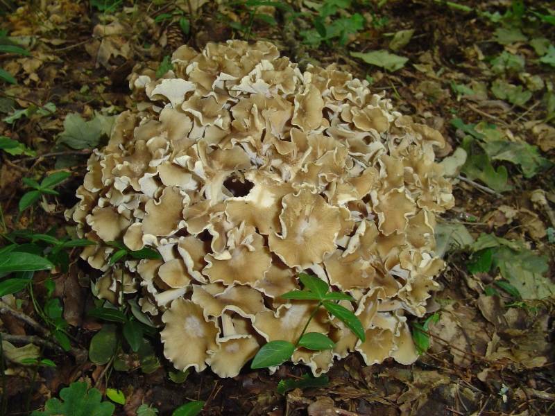 Polyporus umbellatus