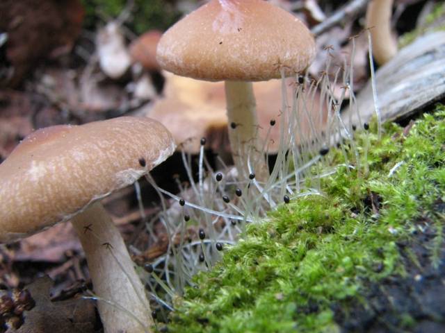 Psathyrella artemisiae