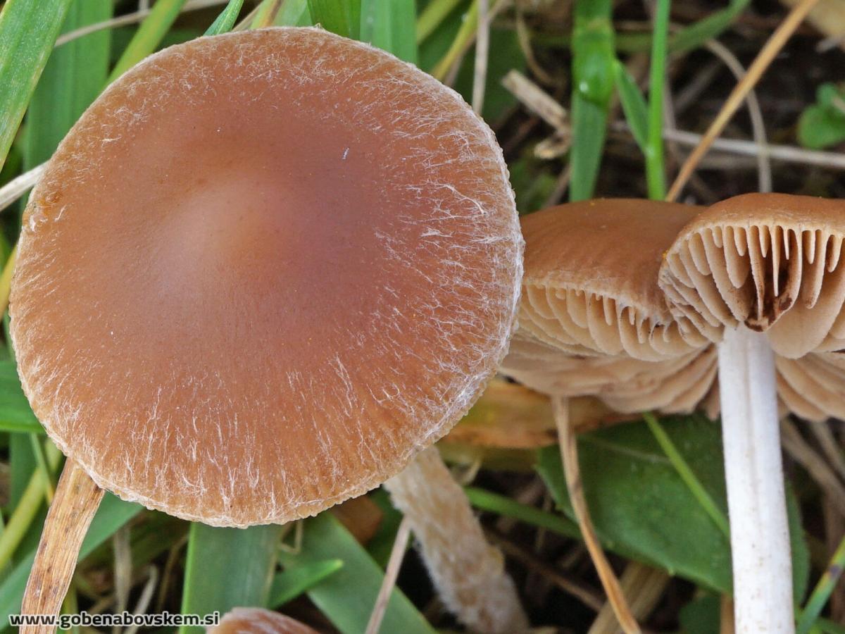 Psathyrella clivensis