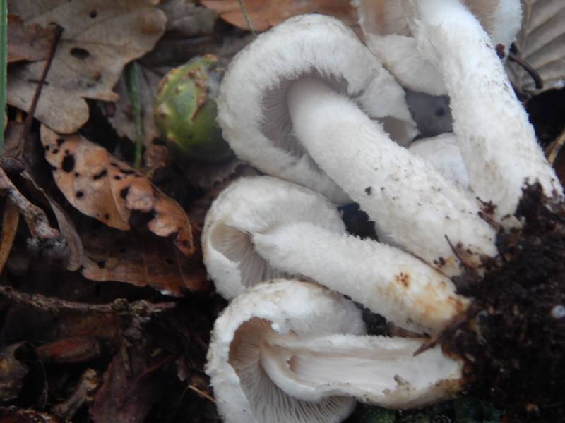 Psathyrella cotonea