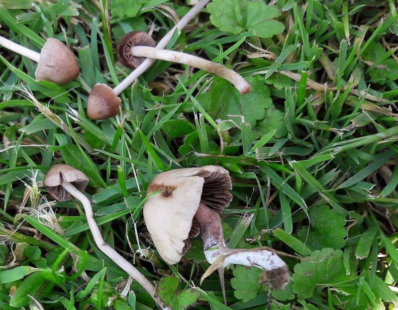 Psathyrella longipes