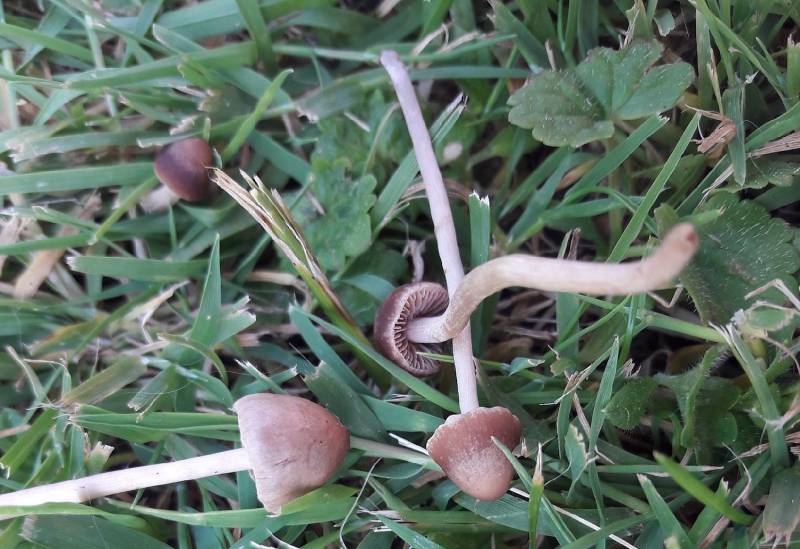 Psathyrella longipes