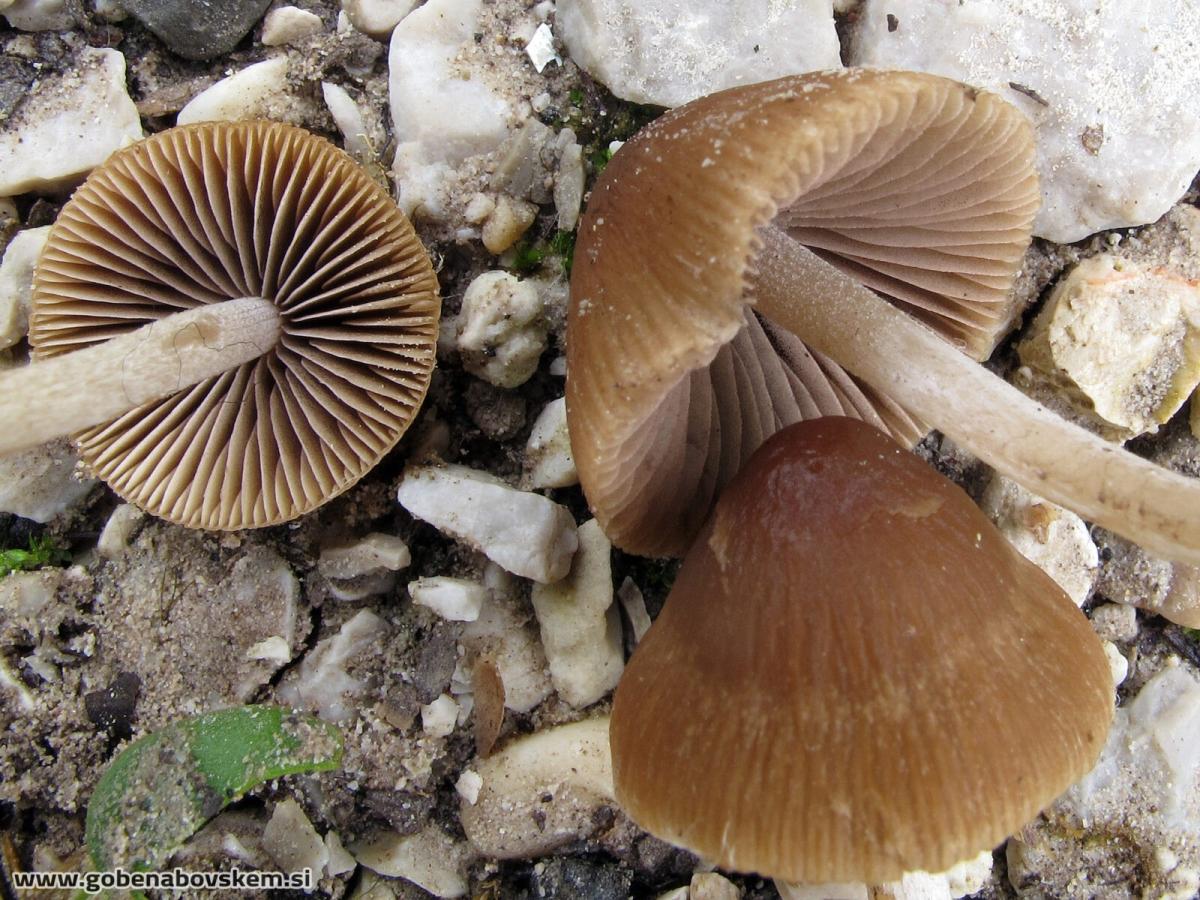 Psathyrella microrhiza