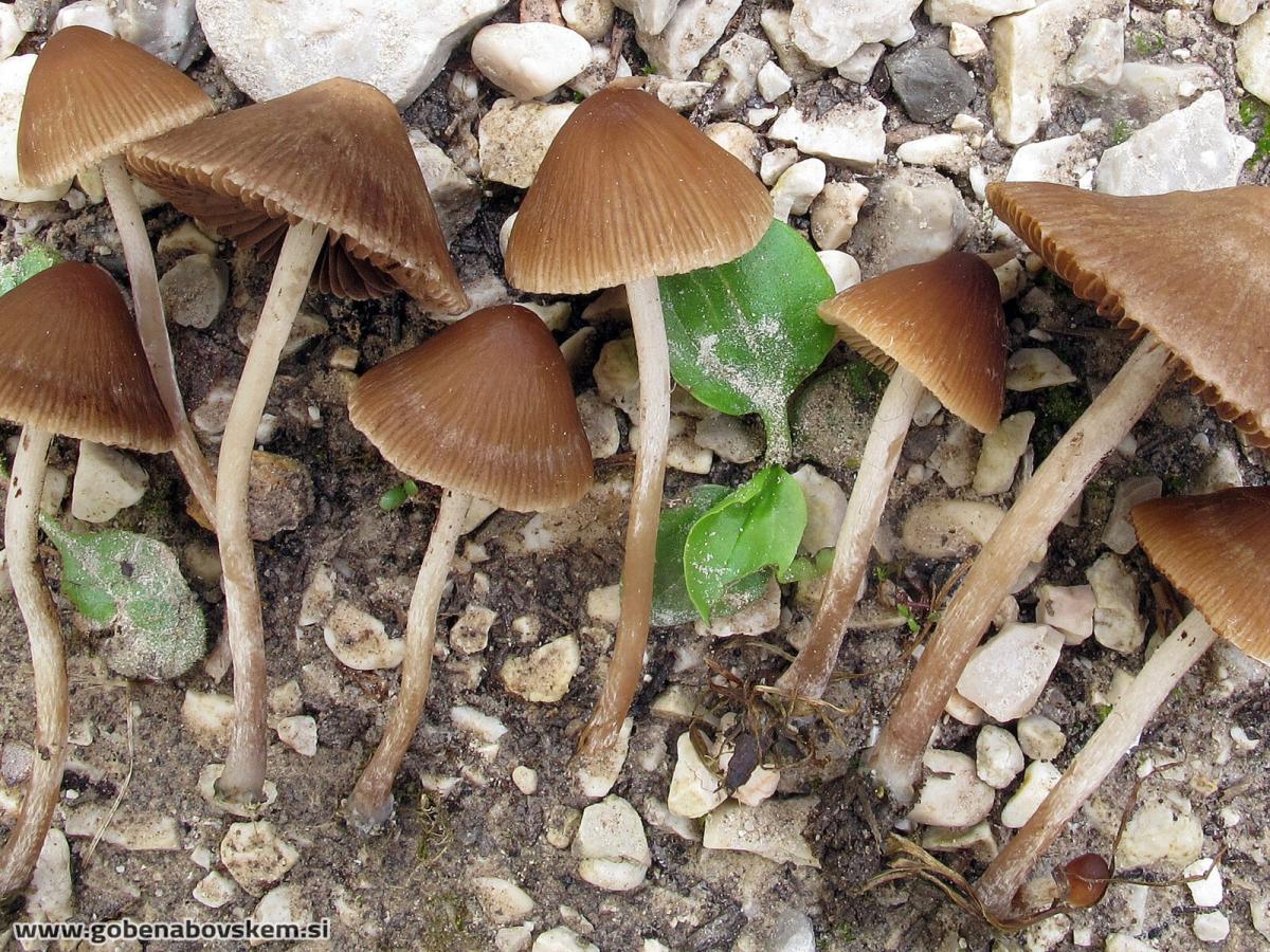 Psathyrella microrhiza