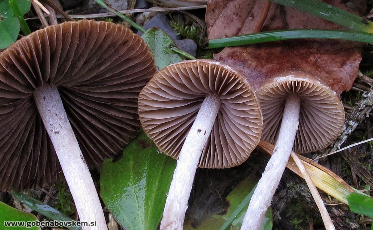 Psathyrella microrhiza