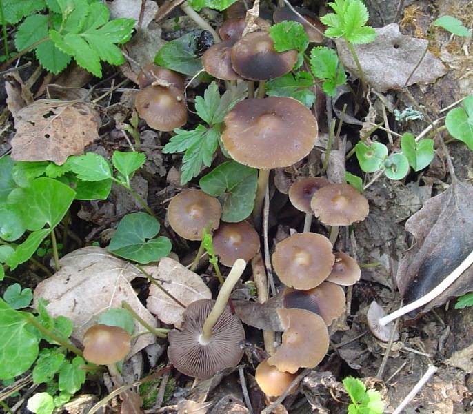 Psathyrella piluliformis