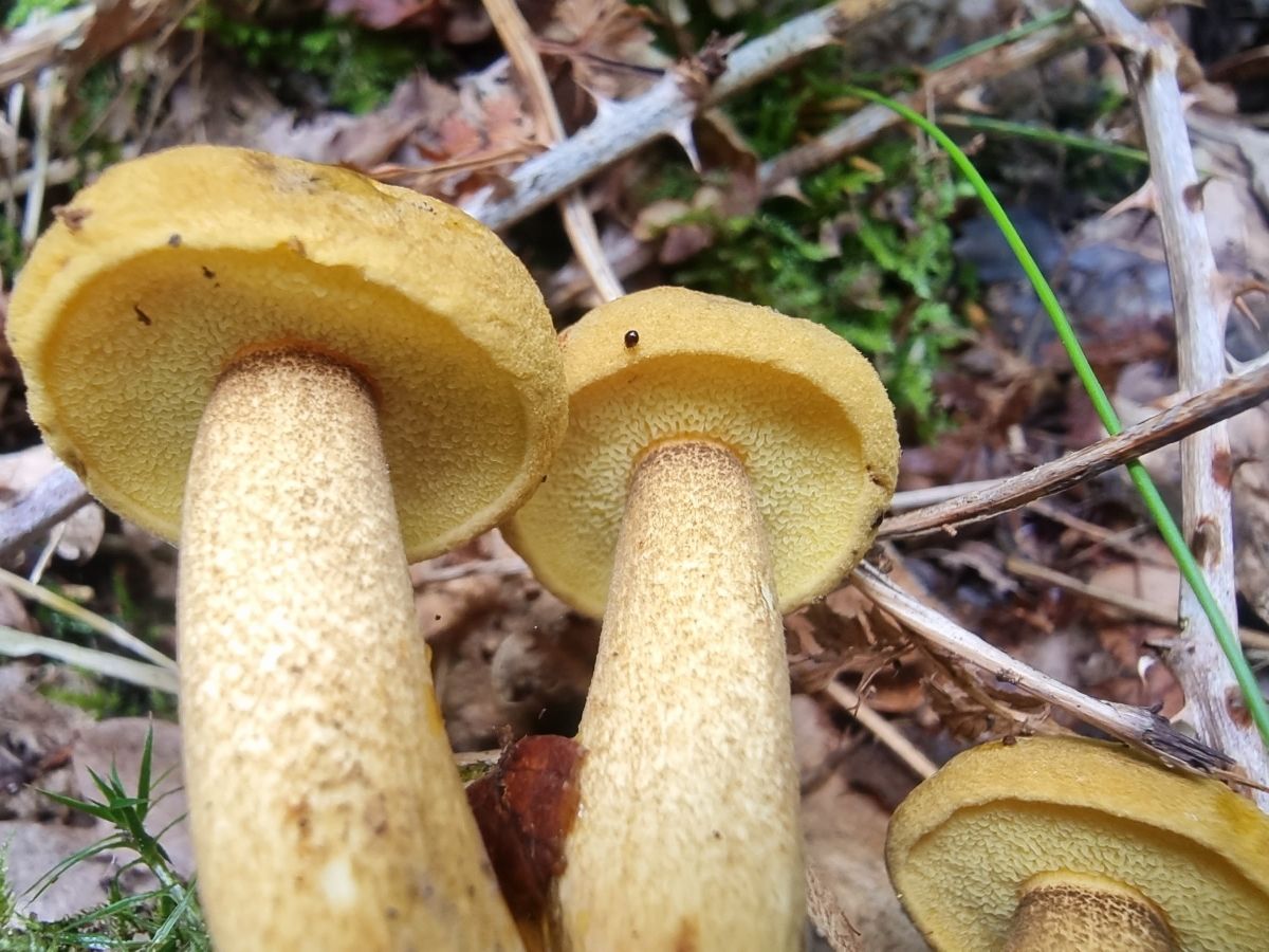 Pseudoboletus parasiticus