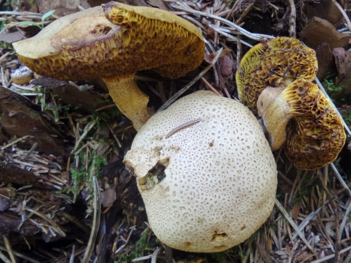 Pseudoboletus parasiticus