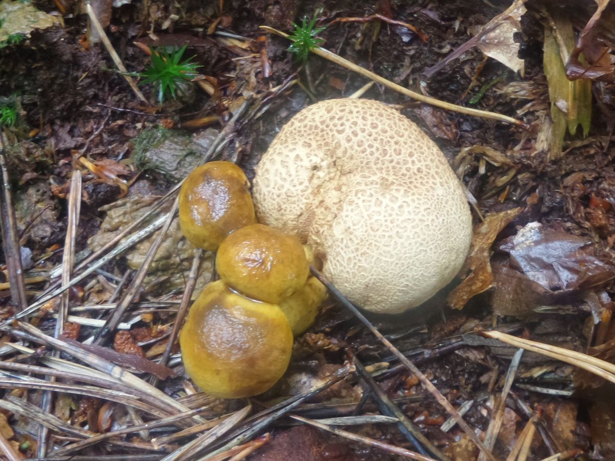 Pseudoboletus parasiticus