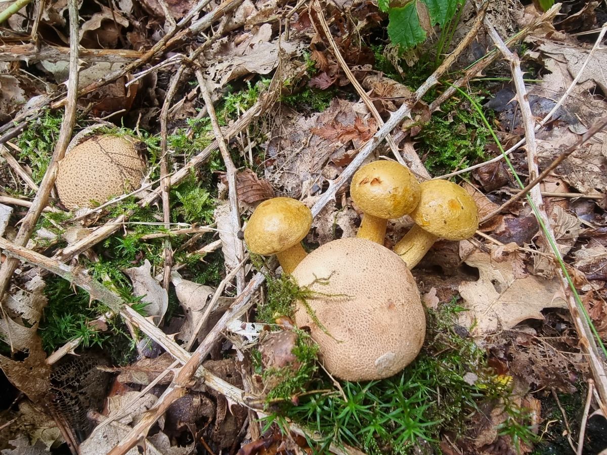 Pseudoboletus parasiticus