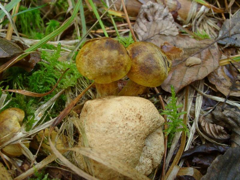 Pseudoboletus parasiticus